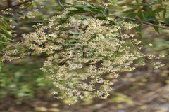 Azadirachta indica